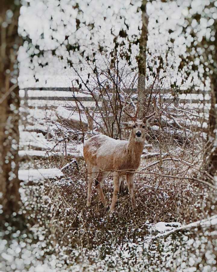 buck (winter storm 2026)