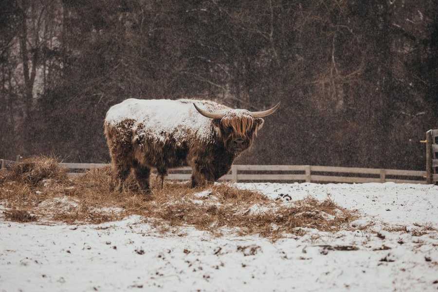 highland cow (winter storm 2026)