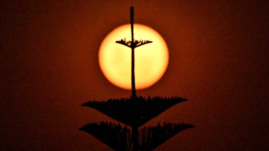 A tree is silhouetted against the last supermoon of the year, also called the &quot;Cold Moon&quot;, as seen over Bondi Beach in Sydney on December 5, 2025. (Photo by Saeed KHAN / AFP via Getty Images)