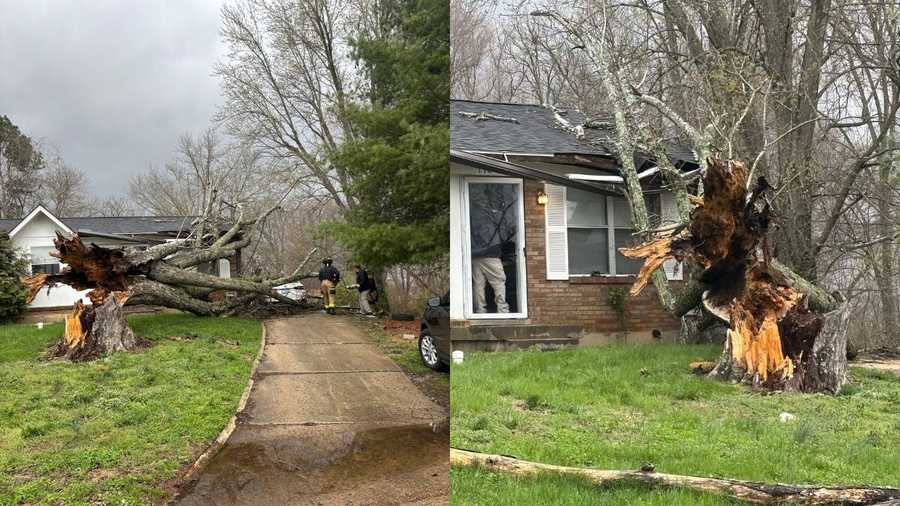 vine grove trees down
