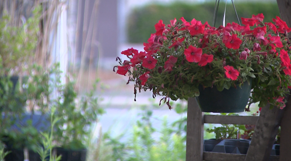 Above the Dirt discussing spring planting, dispels common misconceptions